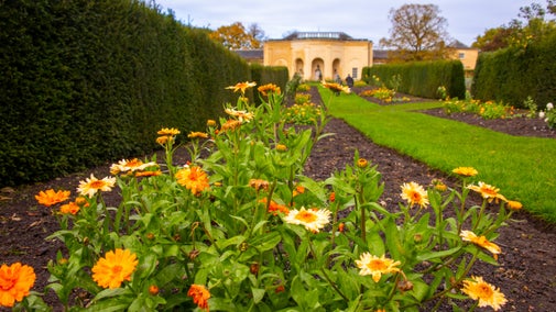 Orange marigolds in the long border at Nostell with the historic Riding School in the distance